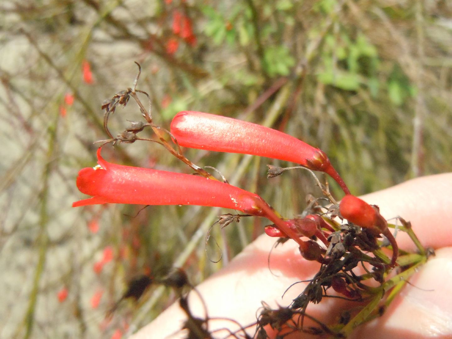 Russelia equisetiformis